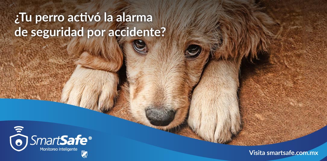 Consejos de alarmas para casas con mascotas